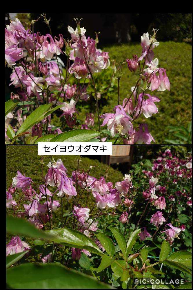 21 4 22 町田ぼたん園 牡丹 芍薬まつり Greensnap グリーンスナップ