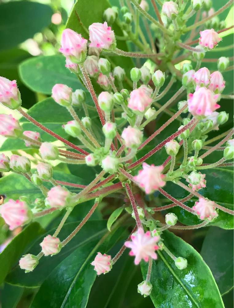 カルミアの投稿画像 By 梨風さん 我が家の庭からと金曜日の蕾たち 21月4月30日 Greensnap グリーンスナップ