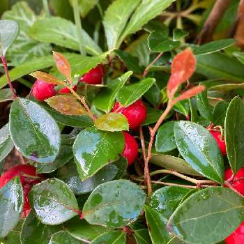 チェッカーベリーの育て方 植え替えや実のなる時期は Greensnap グリーンスナップ