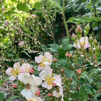 ニューサの投稿画像一覧 Greensnap グリーンスナップ