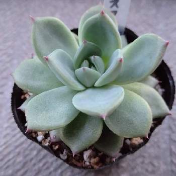 アイスコルの投稿画像一覧 Greensnap グリーンスナップ