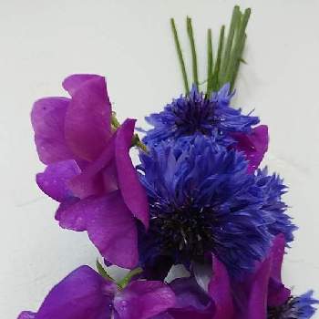 矢車草(ヤグルマギク)の画像 by plumeriaさん | 好きな色と可愛い❤と矢車草(ヤグルマギク)と花のある暮らしとちょっとひと息とスイトピー♪と香りが好き