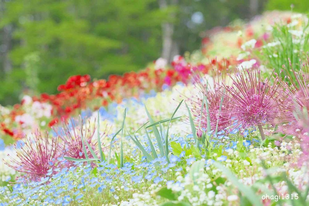 おはぎさんの里山ガーデン（大花壇）への投稿