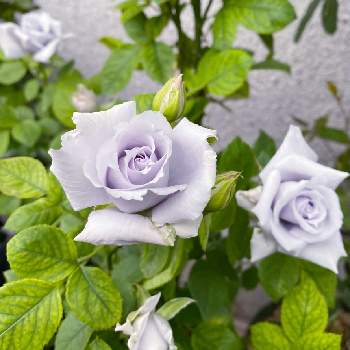 バラ 青龍の投稿画像一覧 Greensnap グリーンスナップ