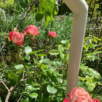 アクロポリス ロマンティカの画像 by Popiさん | 小さな庭とアクロポリス ロマンティカとバラ アクロポリス・ロマンティカとナチュラルな庭づくりとバラのある暮らしとバラの季節とバラが好きと花のある暮らしとマイ♡ガーデン