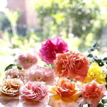 バラ ジャストジョーイの画像 by もどきさん | 部屋とボレロとバラ ディスタントドラムスとロイヤルサンセットとマチルダとバラ フリージアと薔薇芳純と薔薇 かおりざかりとバラ ジャストジョーイと薔薇 アプリコットキャンディーと花のある暮らしとバラの鉢植えとおうち園芸と春のリビングフラワーフォトコンと2021 GSでバラ園