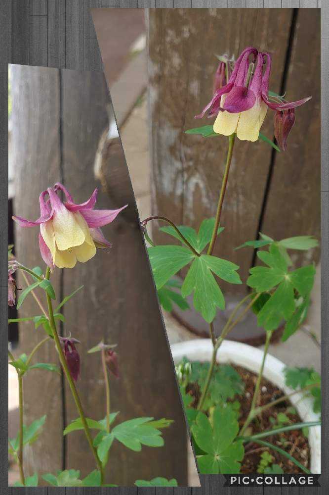 21 4 22 町田ぼたん園 牡丹 芍薬まつり Greensnap グリーンスナップ