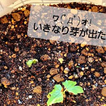 アサガオ 朝顔 の育て方 種まきや摘心の時期は 簡単なつるの仕立て方は Greensnap グリーンスナップ