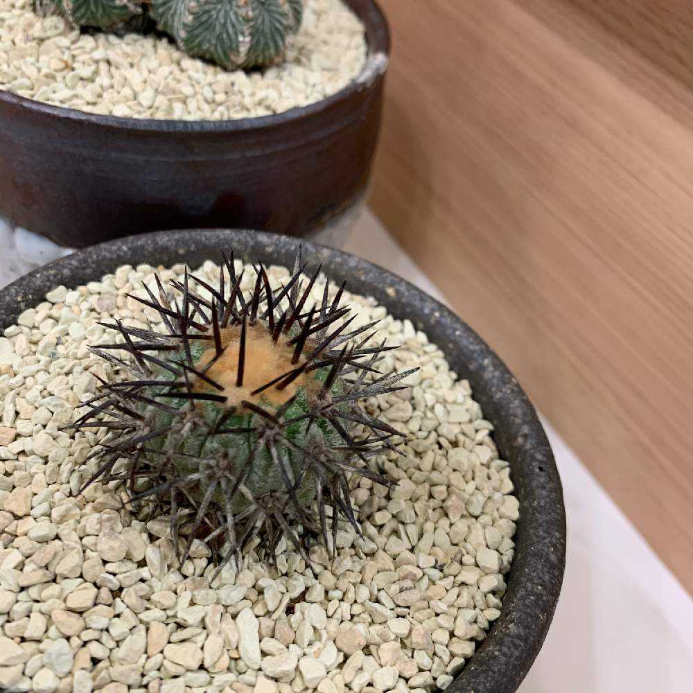 サボテン多肉植物　コピアボアSP : サボテン 多肉植物 コピアポア 黒士冠 台付き 抜き苗