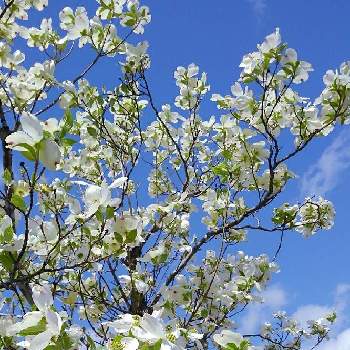 花水木 はなみずき 白の投稿画像一覧 Greensnap グリーンスナップ