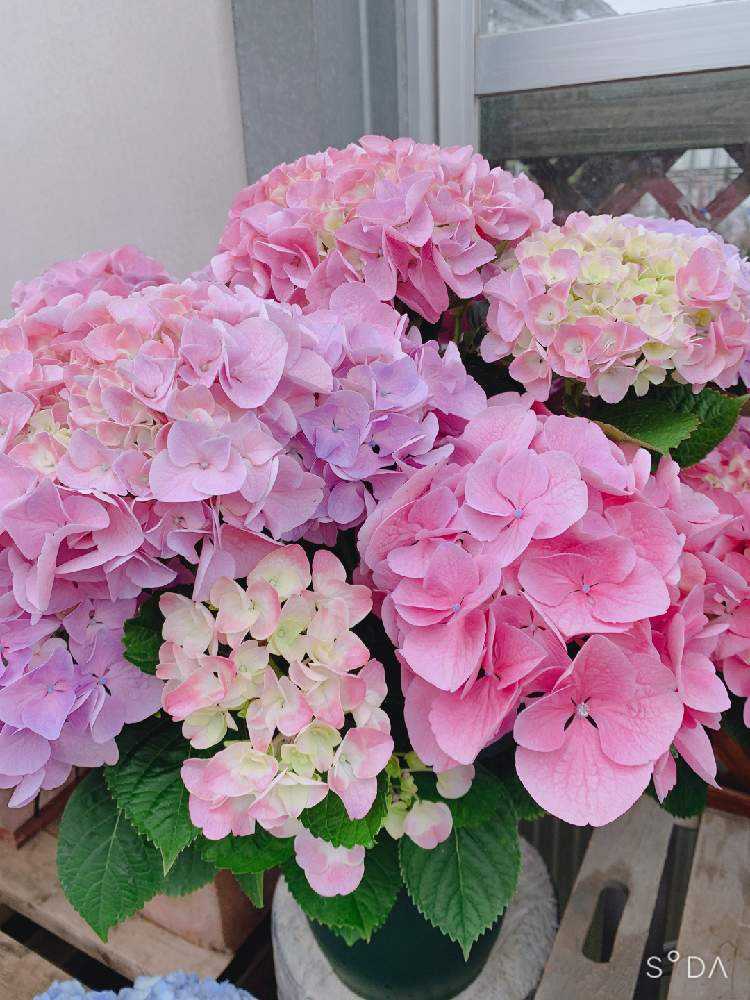 2021.3~ 🌸紫陽花・山紫陽花 🌸|🍀GreenSnap(グリーンスナップ) 2021.3~ 🌸紫陽花・山紫陽花 🌸|🍀GreenSnap(グリーンスナップ)