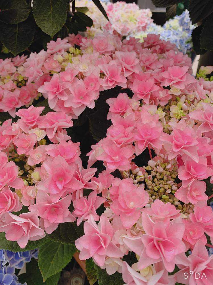 2021.3~ 🌸紫陽花・山紫陽花 🌸|🍀GreenSnap(グリーンスナップ) 2021.3~ 🌸紫陽花・山紫陽花 🌸|🍀GreenSnap(グリーンスナップ)