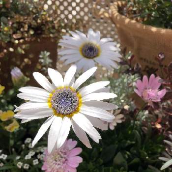 アークトチス グランディスの投稿画像一覧 Greensnap グリーンスナップ