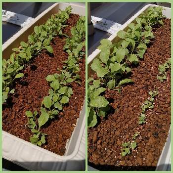 小松菜 コマツナ の育て方 種まきから収穫までは何日 どんな栄養がある Greensnap グリーンスナップ