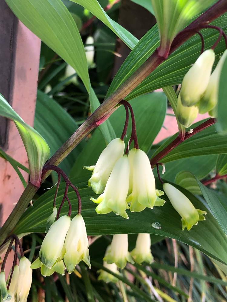 アマドコロ 花