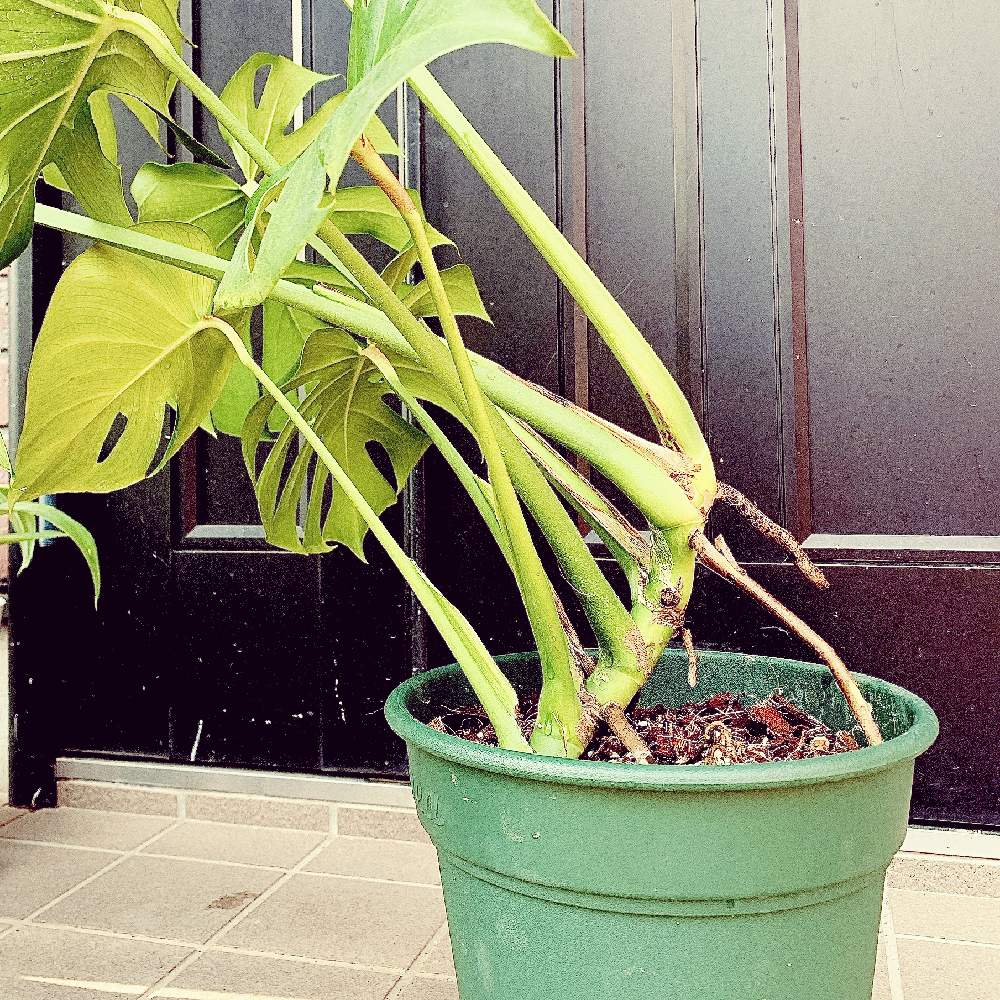 モンステラ デリシオーサの投稿画像 By Taoさん モンステラ 属とおうちの植物と観葉植物と室内と幹立ちとおうち園芸と森化したいとジャングル化計画とインテリアグリーンと仕立て直し 21月4月30日 Greensnap グリーンスナップ