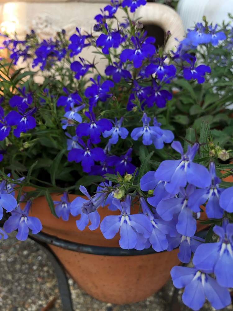 小さな庭の画像 by ジャスミン:*･゜ﾟ･*さん | 小さな庭とアズーロコンパクトと季節を楽しむとスカイブルーと青い花とアズーロコンパクト♡と愛らしい花とウルトラマリン