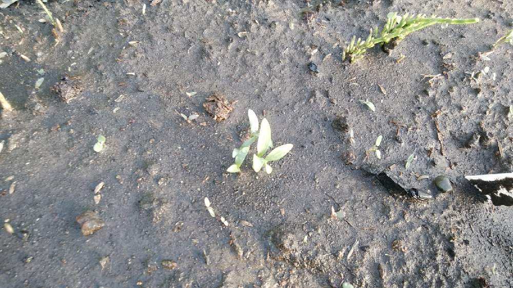 パクチーの投稿画像 By のんびりさん 畑と家庭菜園とおうちde菜園と栽培記録と無農薬と露地栽培と有機肥料 と家庭菜園奮闘日記と冬野菜と家庭菜園とおうちde菜園と栽培記録と無農薬と露地栽培と有機肥料と家庭菜園奮闘日記と冬野菜 21月4月30日 Greensnap