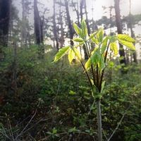 コシアブラの育て方 苗の植え付けや種まきの時期は 栽培はむずかしい Greensnap グリーンスナップ コシアブラの育て方 苗の植え付けや種まきの時期は 栽培はむずかしい Greensnap グリーンスナップ