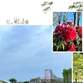 コロナ対策の画像 by 世津ちゃんさん | 夕方の散歩と牡丹園といなべ市農業公園とコロナ対策