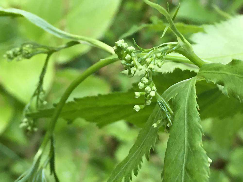 スーパーの三つ葉の根を育ててみたよ Greensnap グリーンスナップ スーパーの三つ葉の根を育ててみたよ Greensnap グリーンスナップ