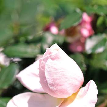 生き生きと写ルンです！富士フイルムの画像 by ピッチさん | バラ  オードリー ヘップバーン Audrey HepburnとFUJIFILM X-T2とばら バラ 薔薇と生き生きと写ルンです！富士フイルムとフジノンレンズ XF60mm F2.4 R Macroとばら 薔薇 バラとバラ・ミニバラとオードリーヘップバーン2021とバラ 薔薇 ばら