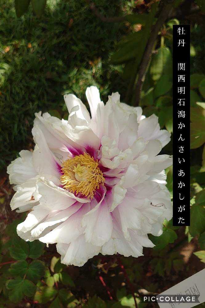 2021.4.22 町田ぼたん園②芍薬と牡丹｜?GreenSnap（グリーンスナップ）