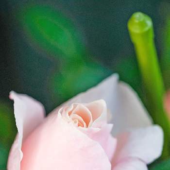 生き生きと写ルンです！富士フイルムの画像 by ピッチさん | バルコニー/ベランダとバラ  オードリー ヘップバーン Audrey Hepburnとばら バラ 薔薇と生き生きと写ルンです！富士フイルムとフジノンレンズ XF60mm F2.4 R Macroとばら 薔薇 バラとバラ・ミニバラとオードリーヘップバーン2021とバラ 薔薇 ばら