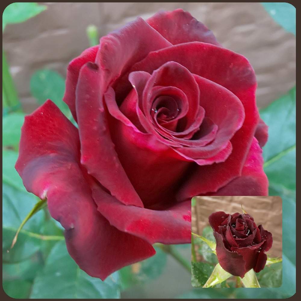 バラ ブラックバカラの投稿画像 By まろんさん 花のある暮らしとブラックバカラとばら バラ 薔薇とおうち園芸 21月4月30日 Greensnap グリーンスナップ