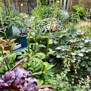 コルジリネ♪の画像 by @Rose&greenさん | 小さな庭とヒューケラ♪とニゲラ、とアリッサム、とキャットミント ウォーカーズローとダスティミラー、とコルジリネ♪とオステオスペルマム♪とジギタリス♪とピエールドロンサール♪と宿根草花壇とネモローサカラドンナ