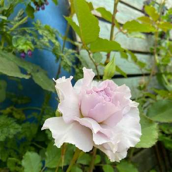 薔薇ニューウェーブの投稿画像一覧 Greensnap グリーンスナップ