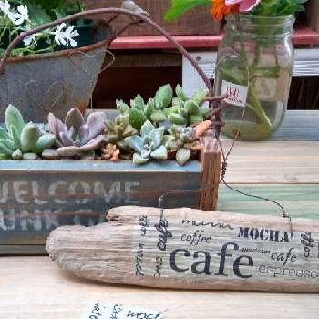 木工雑貨の投稿画像一覧 Greensnap グリーンスナップ