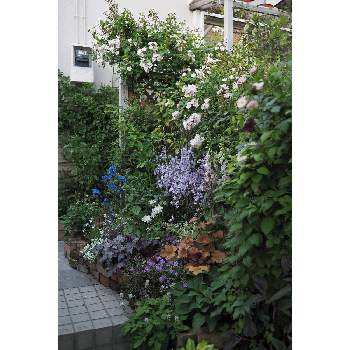 四月の箱庭の画像 by 我楽多さん | 小さな庭といつもの箱庭（メインの花壇）と四月の箱庭とOM-D E-M1ⅡとOLY 17mm F1.2