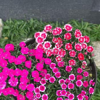 トコナツナデシコの投稿画像一覧 Greensnap グリーンスナップ