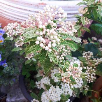 コデマリ ピンクアイスの投稿画像一覧 Greensnap グリーンスナップ