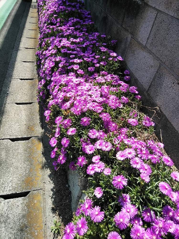 デロスペルマ 耐寒マツバギク の投稿画像 By モコさん 耐寒マツバギク 21月5月1日 Greensnap グリーンスナップ