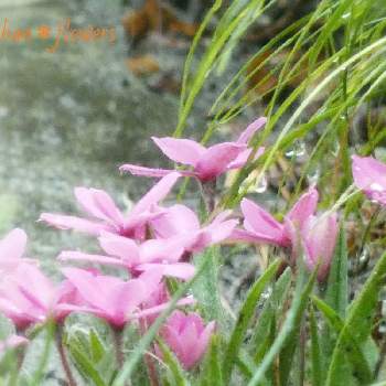 花びらの美しさの画像 by Hirochan＊  flowersさん | 小さな庭とJuneの会と雨の中とアッツザクラ。と雨粒と花びらの美しさとお花好きの人と繋がりたい