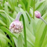行者にんにくの育て方 収穫時期は 家庭菜園でも栽培できる Greensnap グリーンスナップ 行者にんにくの育て方 収穫時期は 家庭菜園でも栽培できる Greensnap グリーンスナップ
