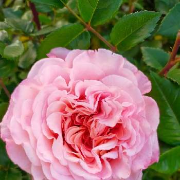 アウグスタルイーゼ＊の画像 by 律さん | 小さな庭とお花大好き♡と優しい花に癒やされてと手作りガーデンと花のある暮らしとアウグスタルイーゼ＊とバラ愛同盟とばらに魅せられて