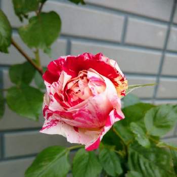 薔薇 センチメンタルの投稿画像一覧 Greensnap グリーンスナップ