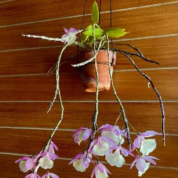 デンドロビウム ピエラルディの画像 by たごさくさん | 玄関とデンドロビウム ピエラルディと洋ランと花のある暮らし