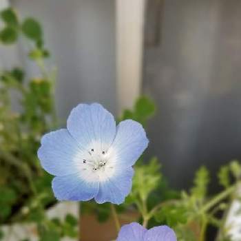 ネモフィラ インシグニスブルー の投稿画像一覧 Greensnap グリーンスナップ