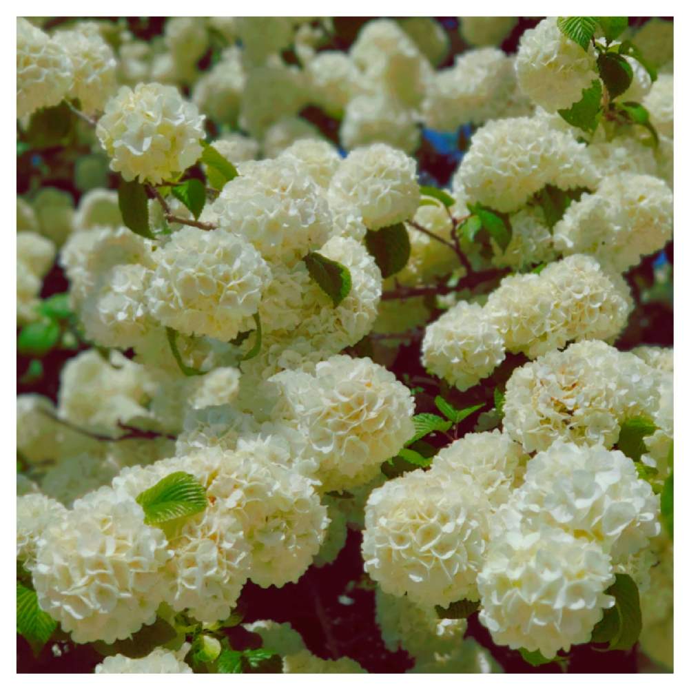 オオデマリ の投稿画像 By てるてるさん 大手毬の花と船宿寺と春の散歩と春の日とお出かけ先と春のお花とオオデマリ と大手毬の花と船宿寺と春の散歩と春の日と春のお花 21月5月1日 Greensnap グリーンスナップ Greensnap グリーンスナップ