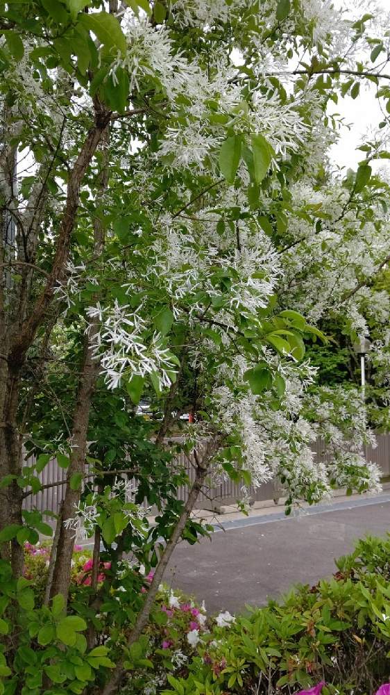 ヒトツバタゴの投稿画像 By ミーロさん なんじゃもんじゃの木と白い花とチーム岐阜 21月5月1日 Greensnap グリーンスナップ