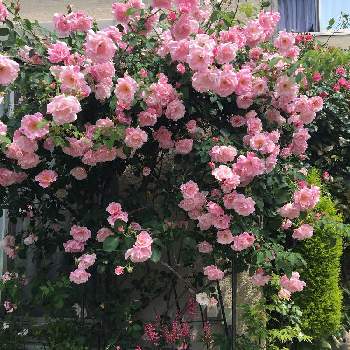 スパニッシュビューティの画像 by ぽむさん | 小さな庭と薔薇 スパニッシュ・ビューティとアンジェラと小さな幸せ♡とバラ・ミニバラとスパニッシュビューティと薔薇のある庭