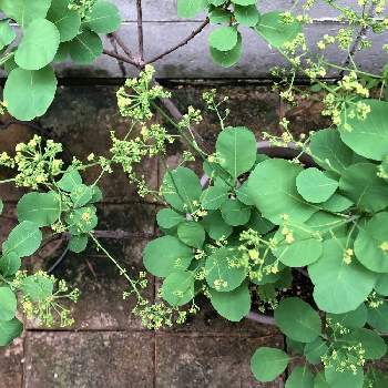 スモークツリー ピンクパールの投稿画像一覧 Greensnap グリーンスナップ