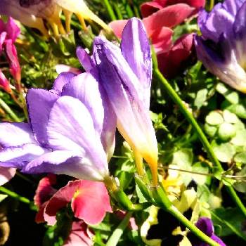 素敵ですねの画像 by かこちゃんさん | エントランスとフリージャーと元気に咲いてと良い薫りと赤紫色のお花とお花大好きとおうち園芸と紫色のお花と素敵ですねと花のある暮らしと小さな庭❀と富士山麓とスマホ撮り