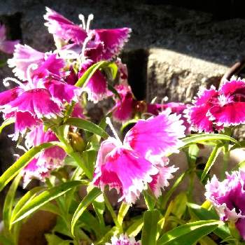 素敵ですねの画像 by かこちゃんさん | エントランスとナデシコと元気に咲いてと可愛いお花とお花大好きと庭のあちこちでとピンクのお花と素敵ですねと花のある暮らしと小さな庭❀と玄関前