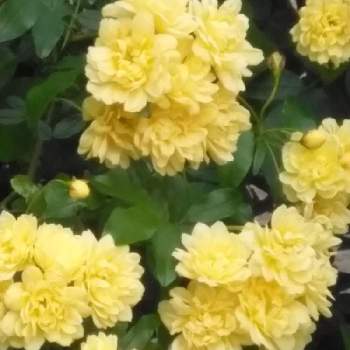 素敵ですねの画像 by かこちゃんさん | 小さな庭とモッコウバラとお家の南側と元気に咲いてと素敵なお花と可愛いお花とお花大好きと素敵ですねと花のある暮らしと小さな庭❀と黄色いお花とスマホ撮りと富士山麓