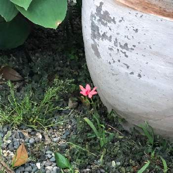 ヒメオウギの投稿画像一覧 Greensnap グリーンスナップ